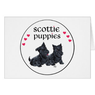 Amour des chiots Scottie à la Saint-Valentin