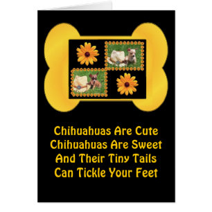 Amour du Chihuahua