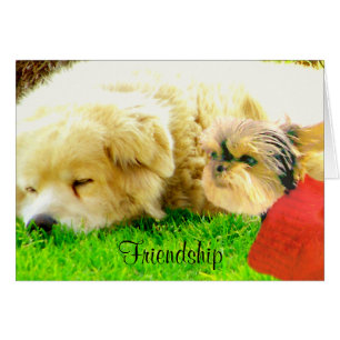Amour et soins, Chiens_