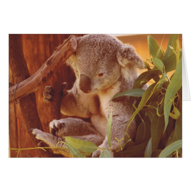 Amour Koala (Devant horizontal)