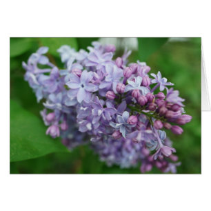 Amour lilas
