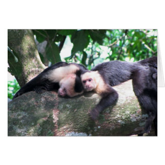 Amour singe