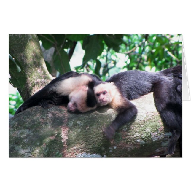 Amour singe (Devant Horizontal)