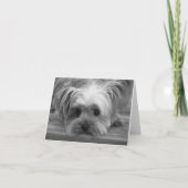 Amour Yorkshire Terrier Chien Chiot Carte Simple (Devant)