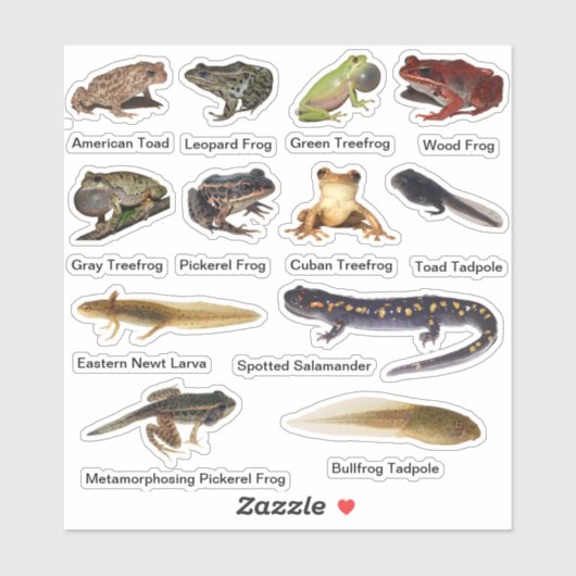 Amphibianen, vinylstickers, geasseerd sticker (Vel)