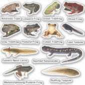 Amphibianen, vinylstickers, geasseerd sticker (Voorkant)