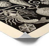 Amphoridea Ernst Haeckel Art Print (Hoek)