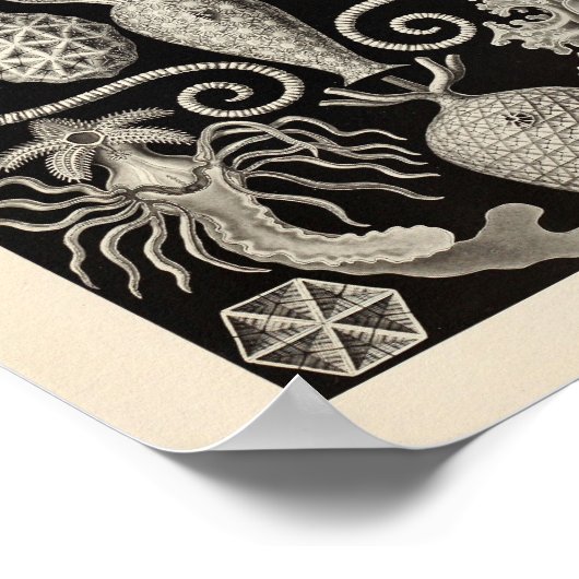 Amphoridea Ernst Haeckel Art Print (Hoek)