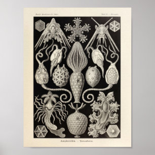  Amphoridea Ernst Haeckel Art Print