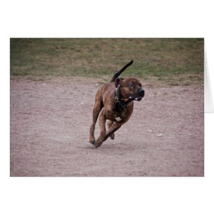 Amstaff en cours