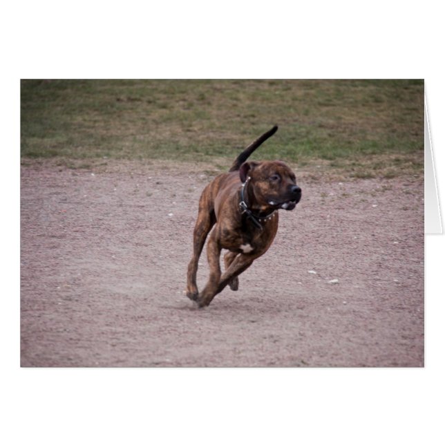 Amstaff running (Voorkant Horizontaal)