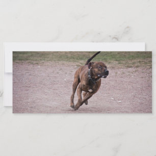 Amstaff running