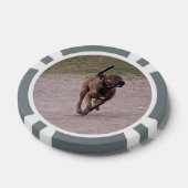 Amstaff running pokerchips (Enkel)