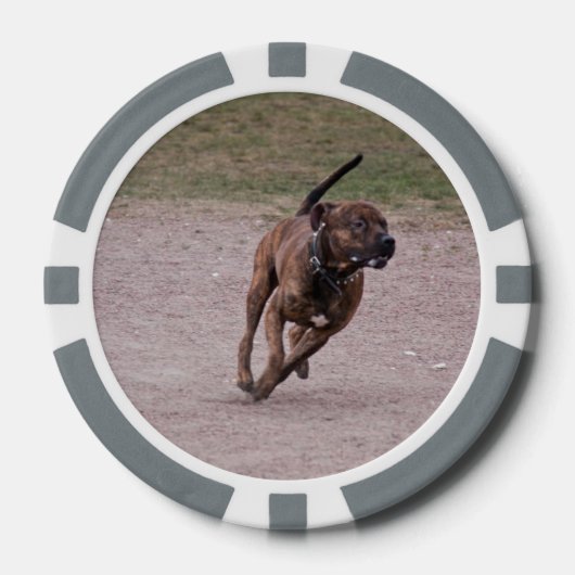 Amstaff running pokerchips (Voorkant)