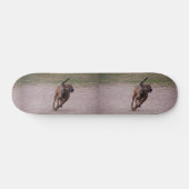 Amstaff running skateboard (Horizontaal)
