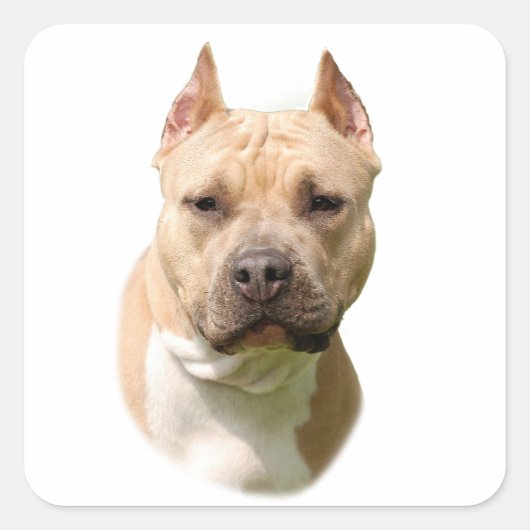 Amstaff Vierkante Sticker (Voorkant)