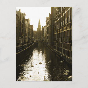 Amsterdam Canal Swans Photo Briefkaart