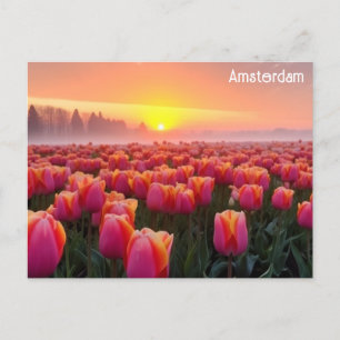 Amsterdam Nederland Nederlandse Tulpen Reisfoto Briefkaart