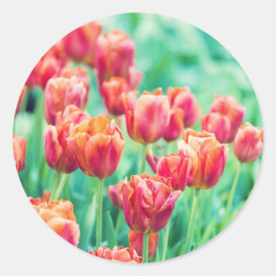 Amsterdam Tulpen Bloemen Foto Sticker