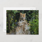 Amur Leopard Briefkaart (Voorkant / Achterkant)