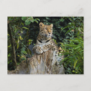 Amur Leopard Briefkaart