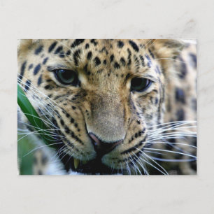 Amur Leopard-Briefkaarten Briefkaart