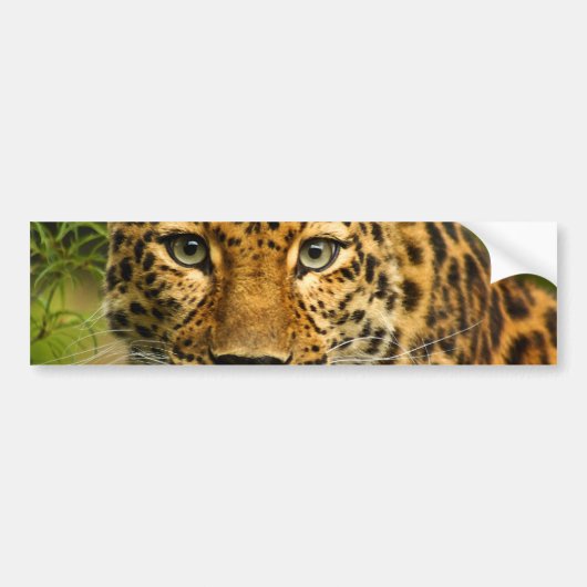 Amur Leopard Bumpersticker (Voorkant)
