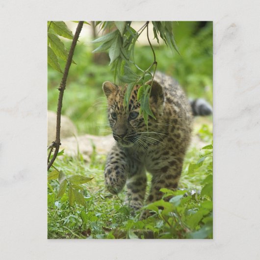 Amur Leopard Cub Briefkaart (Voorkant)