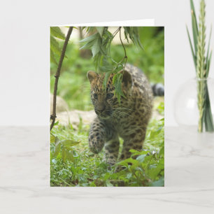 Amur Leopard Cub Feestdagen Kaart