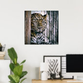 Amur Leopard Exotic Zoo Animal Poster (Thuiskantoor)