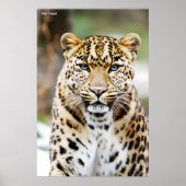 Amur Leopard Poster (Voorkant)