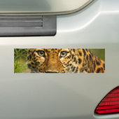 Amur Luipaard Bumpersticker (Op auto)
