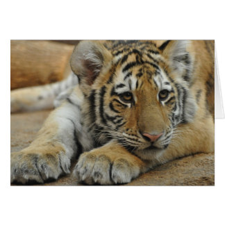 Amur Tiger