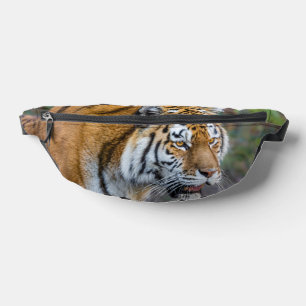 Amur tiger