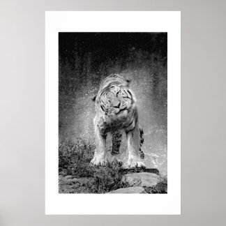 Amur Tiger #3 Poster