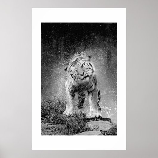 Amur Tiger #3 Poster (Voorkant)