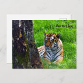 Amur Tiger Briefkaart (Voorkant / Achterkant)