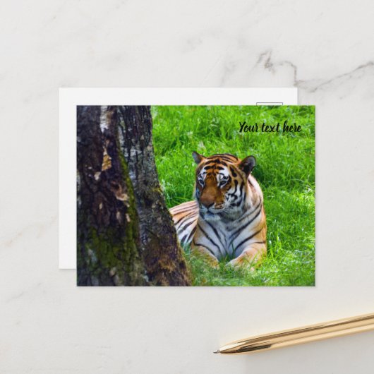 Amur Tiger Briefkaart (Voorkant / Achterkant in situ)