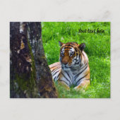 Amur Tiger Briefkaart (Voorkant)
