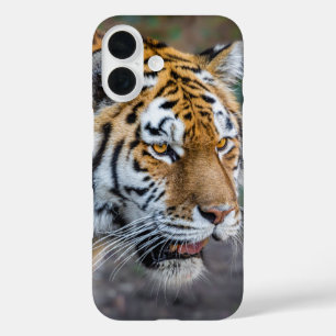 Amur Tiger iPhone 16 Hoesje