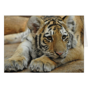 Amur Tiger Cub