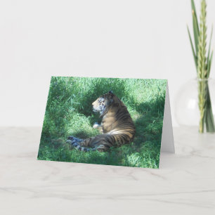 "Amur Tiger" krijgt een Eurocard Kaart