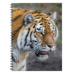 Amur Tiger Notitieboek