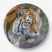 Amur Tiger Papieren Bordje (Voorkant)