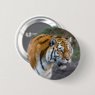 Amur Tiger Ronde Button 5,7 Cm