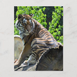 Amur Tiger (Siberië) Briefkaart