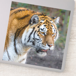 Amur Tiger Sticker