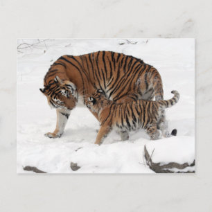 Amur tijger en Cub Briefkaart