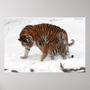 Amur tijger en Cub Poster