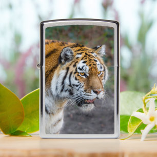Amur tijger Zippo Lighter
